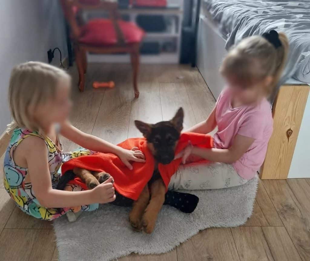 Dzieci bawią się z psem na dywanie w pokoju, pies jest owinięty w czerwoną kołdrę.