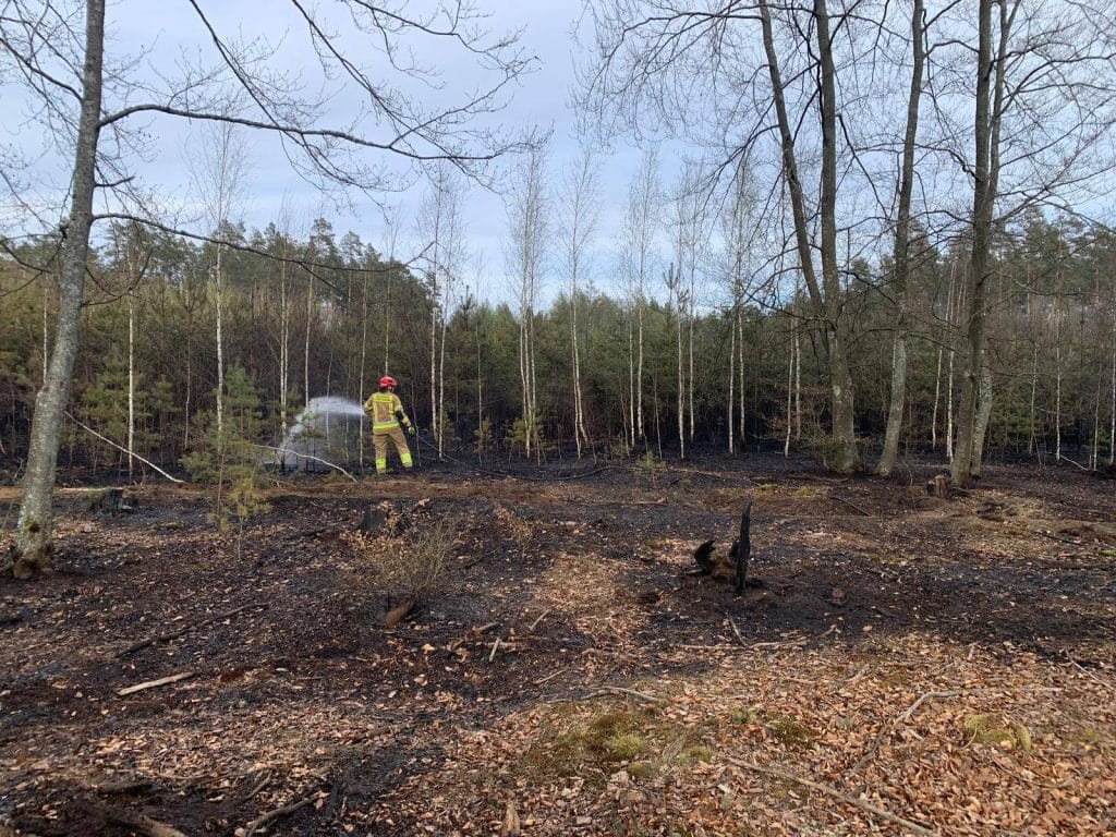 Strażak gaszący pożar lasu na Mazurach, widok po spaleniu dużego obszaru.