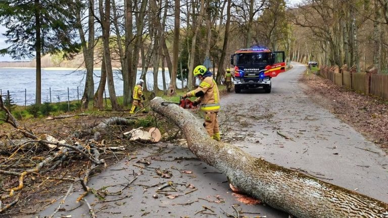 Strażacy usuwają powalone drzewo na drodze podczas silnych wiatr&oacute;w w warmińsko-mazurskim.