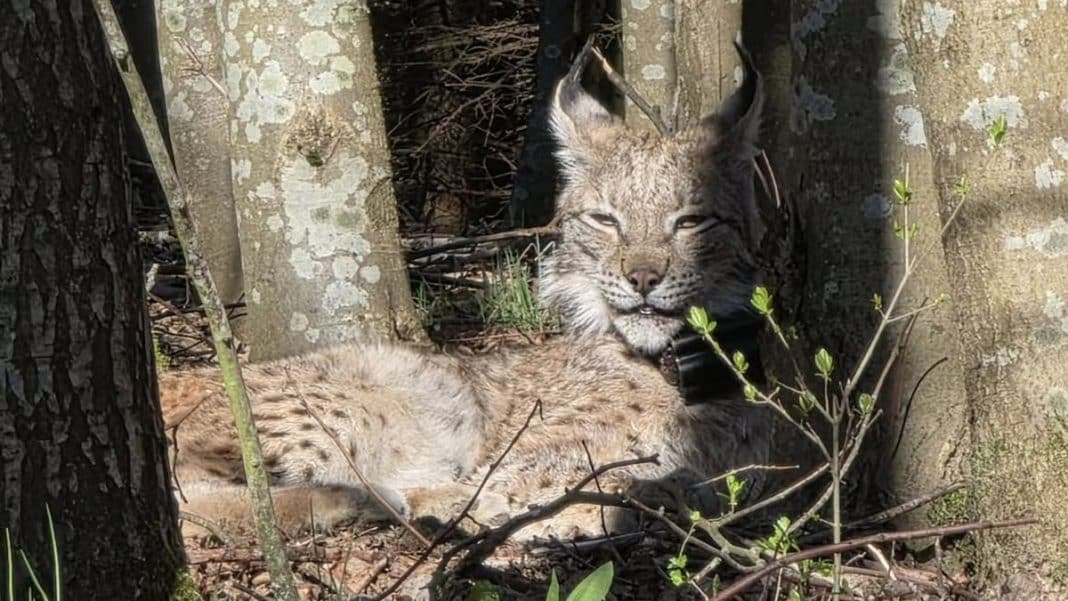 Ryś leżący w lesie, obroża GPS na szyi, otoczony drzewami i młodymi pędami.