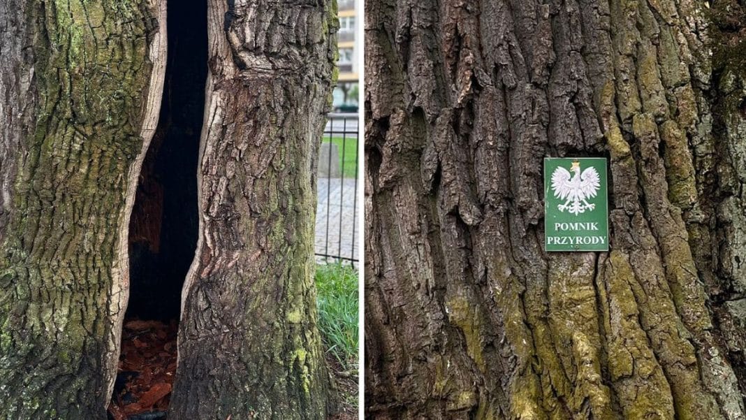 Drewno dębu z widocznym uszkodzeniem i tabliczką pomnika przyrody na korze.