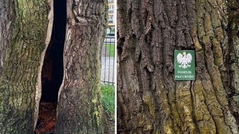 Drewno dębu z widocznym uszkodzeniem i tabliczką pomnika przyrody na korze.