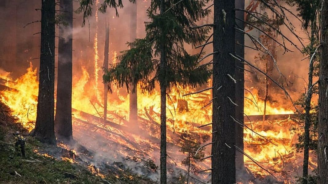 Pożar lasu w warmińsko-mazurskim, widoczny dym i płomienie wśr&oacute;d drzew.