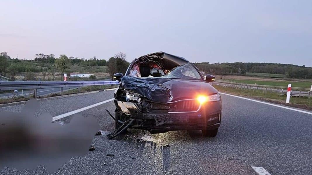 Uszkodzony samoch&oacute;d po kolizji z łosiem na drodze S7 w kierunku Gdańska.