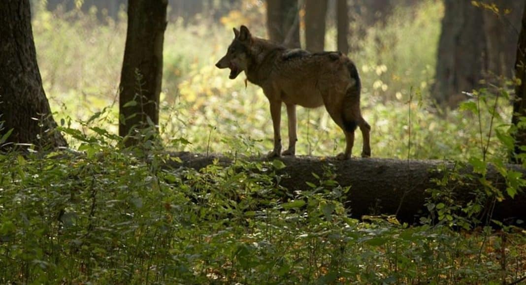 Wilk stoi na pniu drzewa w lesie, otoczony zielenią i drzewami, w tle rozproszone światło.