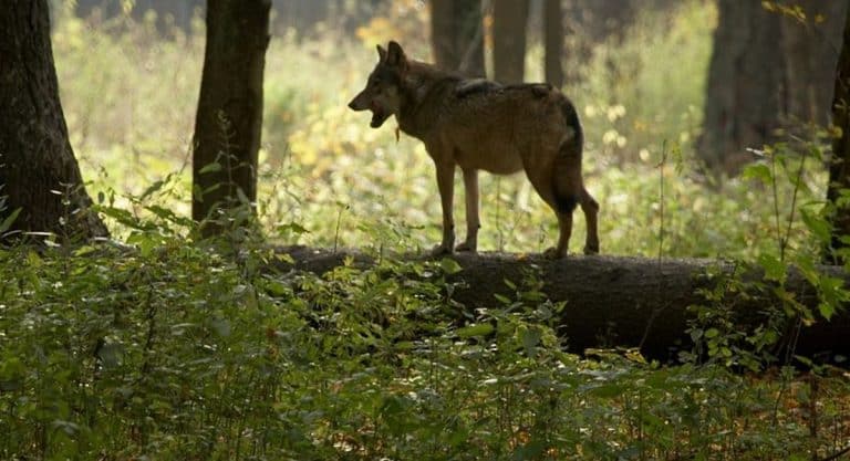 Wilk stoi na pniu drzewa w lesie, otoczony zielenią i drzewami, w tle rozproszone światło.