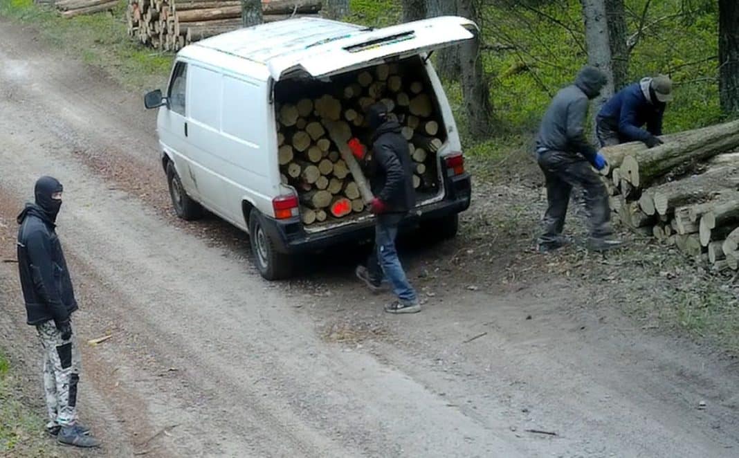 Czterech zamaskowanych mężczyzn pakujących drewno do białego vana na leśnej drodze.
