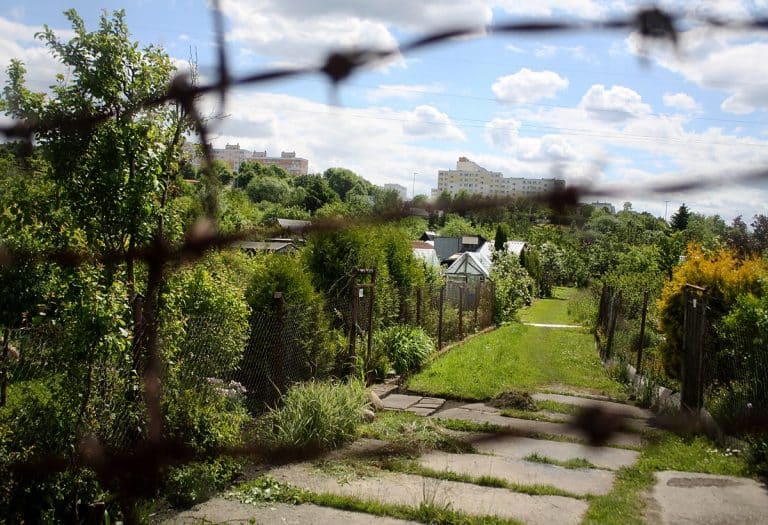 Widok na ogród działkowy z siatką i roślinami, w tle bloki mieszkalne i chmury na niebie.