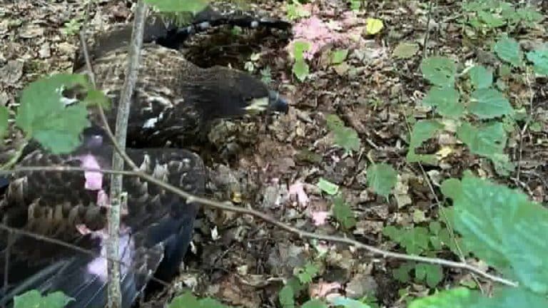 Zniszczone gniazdo bielików na ziemi w lesie, wokół liście i gałęzie.