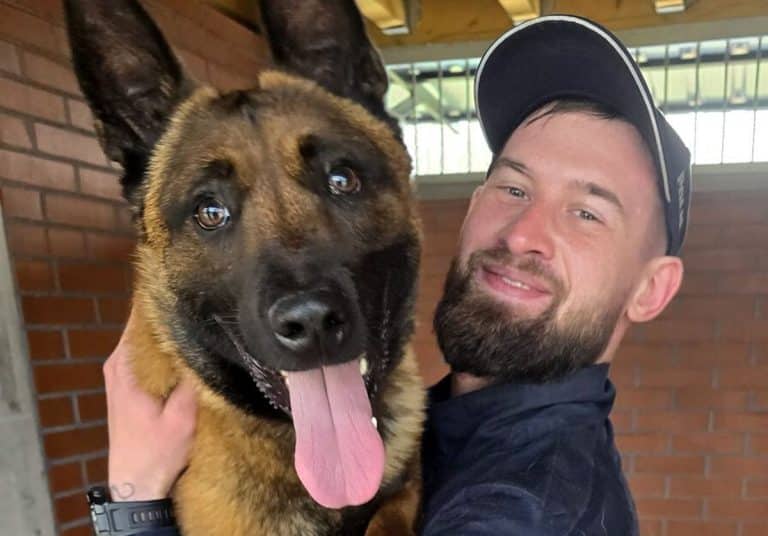 Loki, policyjny owczarek belgijski, trzyma mężczyznę w kajdankach podczas akcji policyjnej.