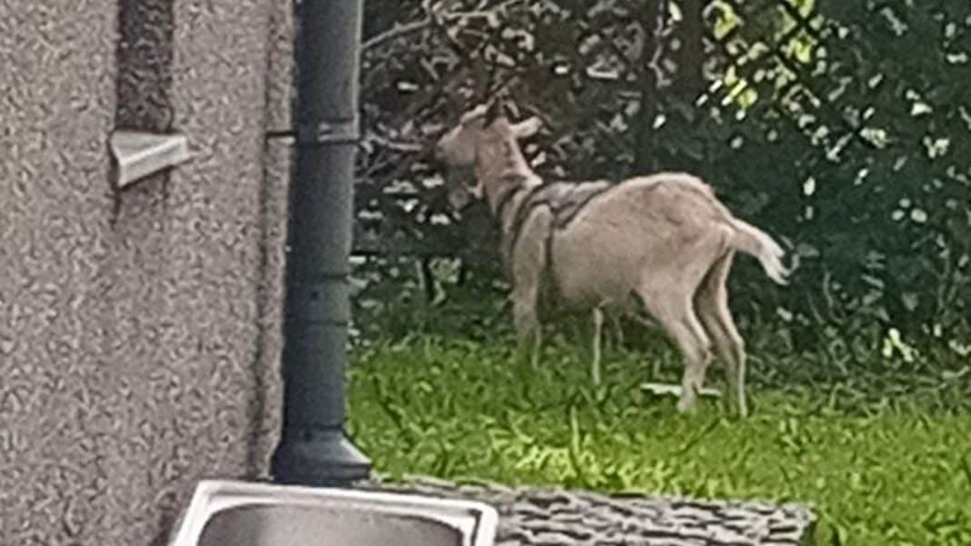 Koza przywiązana łańcuchem na trawniku obok budynku w mieście.