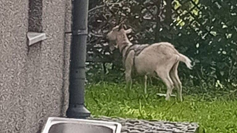 Koza przywiązana łańcuchem na trawniku obok budynku w mieście.