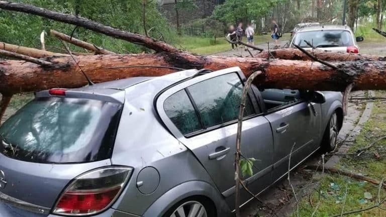 Uszkodzony samochód pod drzewem powalonym przez silny wiatr, na tle zielonego lasu i kilku ludzi.