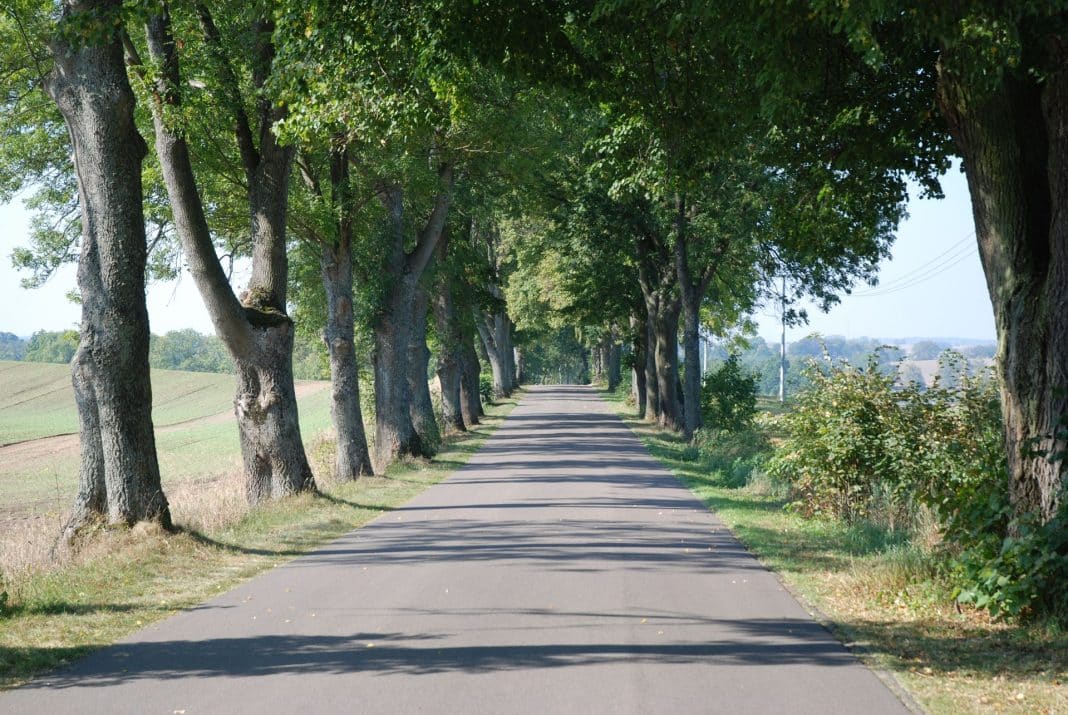 Przydrożne drzewa tworzące alejkę wzdłuż asfaltowej drogi na Warmii i Mazurach.