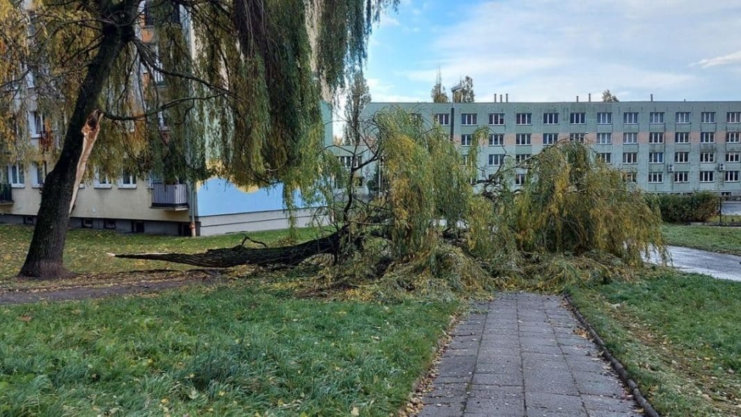 Połamane drzewo na chodniku w pobliżu bloków mieszkalnych, po silnym wietrze.