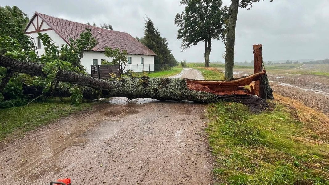 Obrócone drzewo leży na drodze po silnym wietrze i deszczu na Warmii i Mazurach.