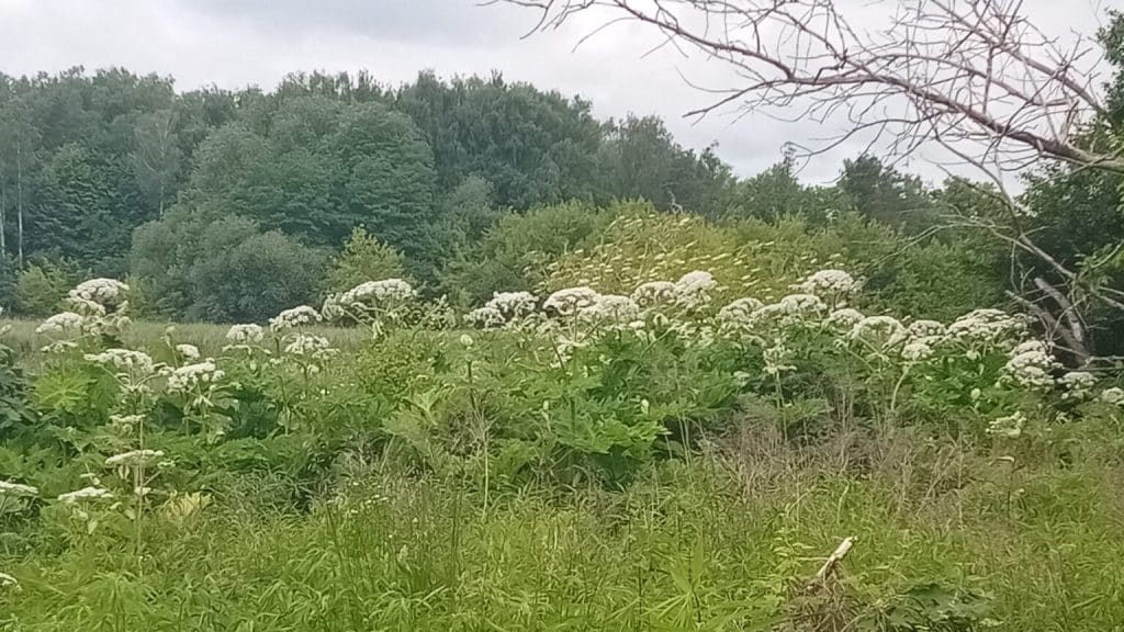 Widok na skupisko roślin barszczu Sosnowskiego na osiedlu Generałów w Olsztynie, w tle drzewa i chmury.