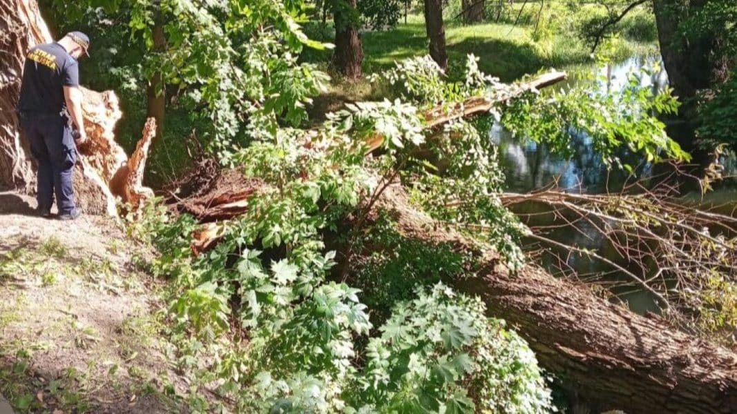 Przewrócone drzewo na brzegu Łyny w Parku Centralnym, służby pracują na miejscu.