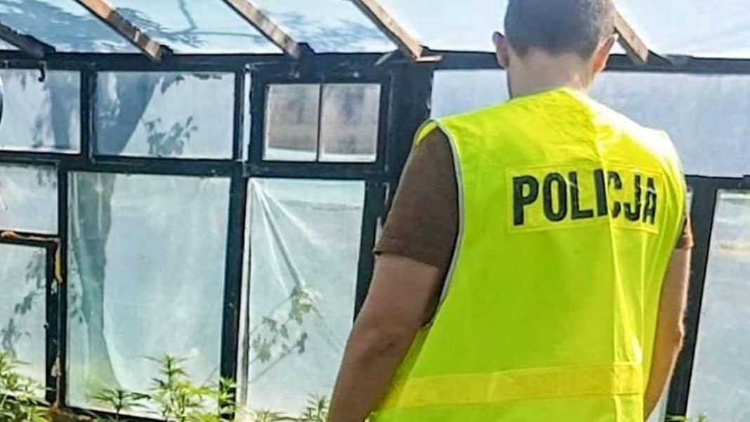 Policjant w kamizelce odblaskowej stoi przed szklarnią podczas przeszukania posesji.