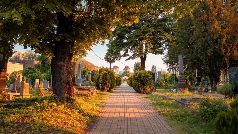 Widok cmentarza z alejką, drzewa i nagrobki, oświetlone wieczornym światłem.