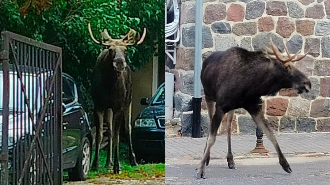 Łoś spacerujący po centrum Ełku, widoczny na dwóch zdjęciach, w pobliżu budynków i samochodów.