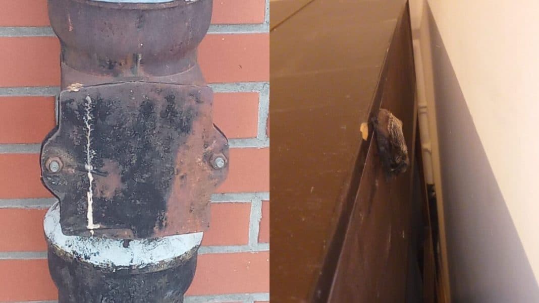 Zdjęcie przedstawia rurę kanalizacyjną i zafortepianowe miejsce, w którym znaleziono nietypowych gości.