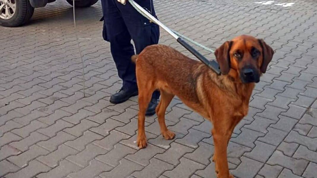 Dorosły pies rasy rottweiler na smyczy, trzymany przez osobę w ciemnej odzieży na brukowanym placu.