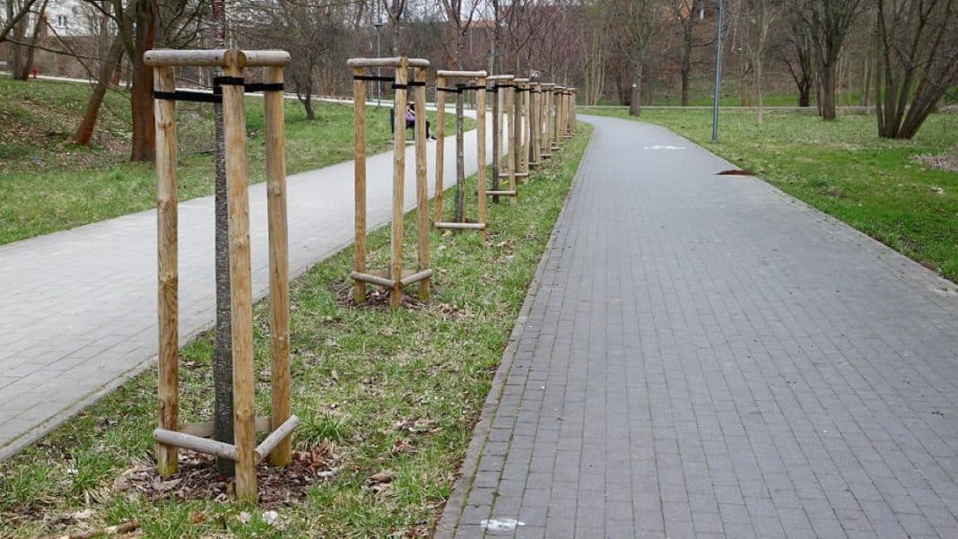 Nowe nasadzenia drzew w parku w Olsztynie, wzdłuż ścieżek i chodników.
